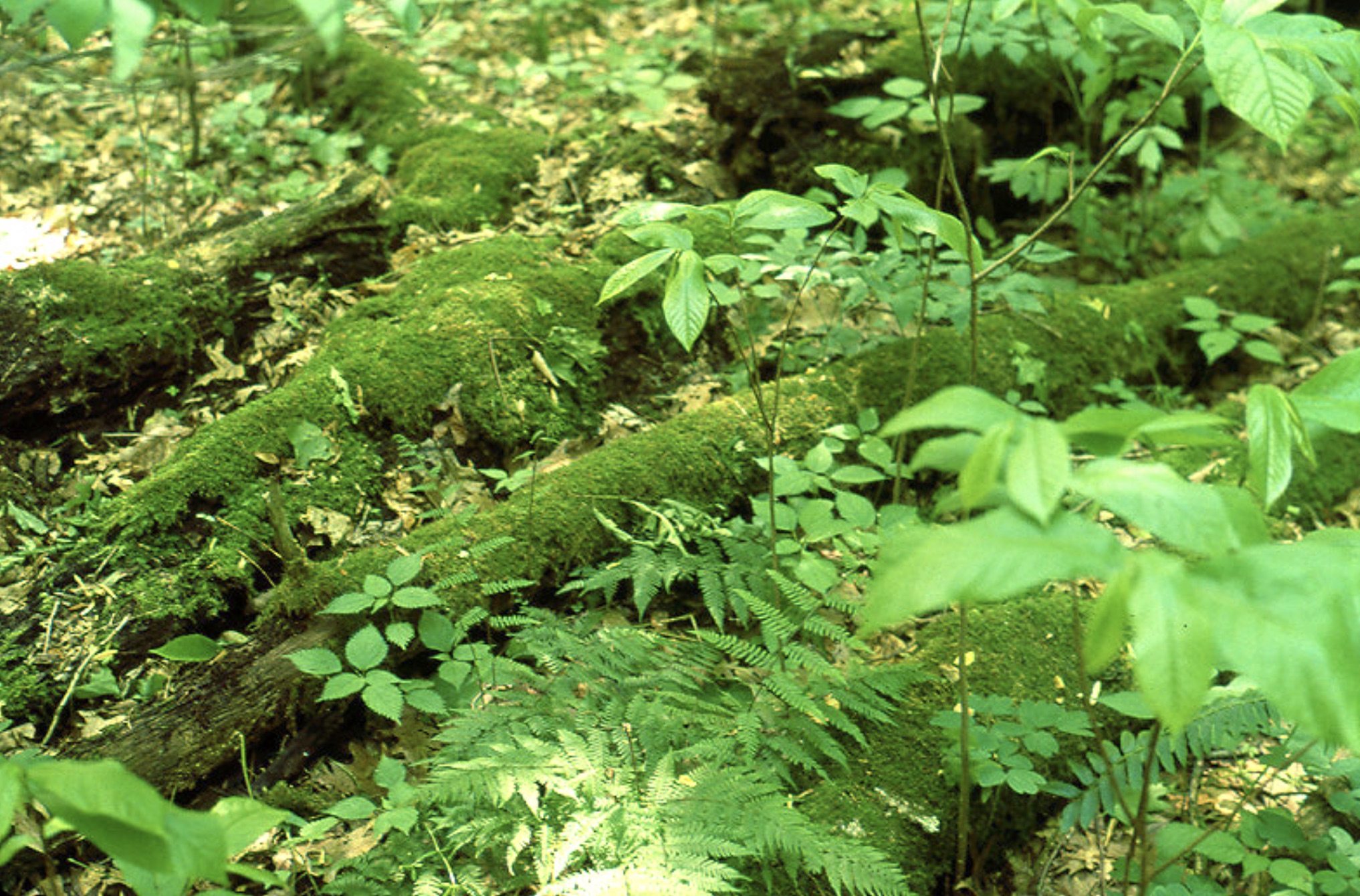 Mossy fallen logs in Hawk Woods, Riddle State Nature Preserve 